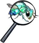 Insect Investigators