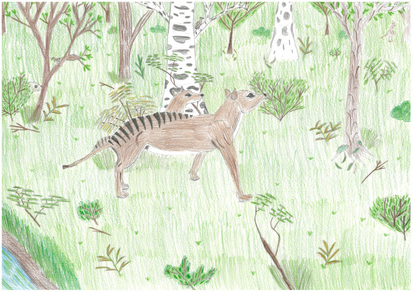 Year 6 Taylor England Thylacine